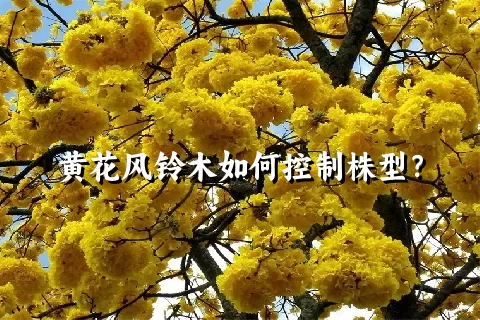 黄花风铃木如何控制株型？