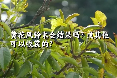 黄花风铃木会结果吗？或其他可以收获的？