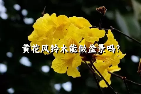 黄花风铃木能做盆景吗？