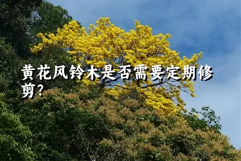 黄花风铃木是否需要定期修剪？