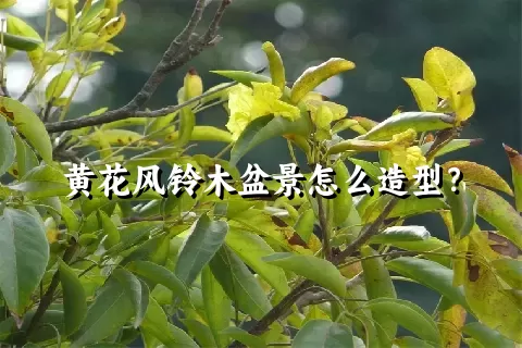 黄花风铃木盆景怎么造型？