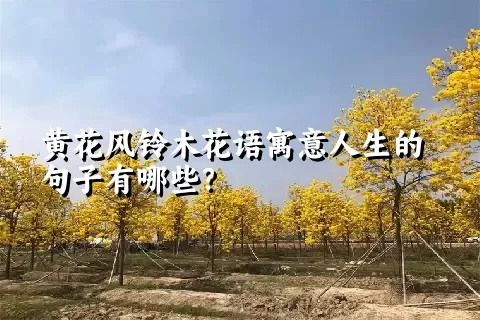 黄花风铃木花语寓意人生的句子有哪些？