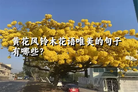 黄花风铃木花语唯美的句子有哪些？