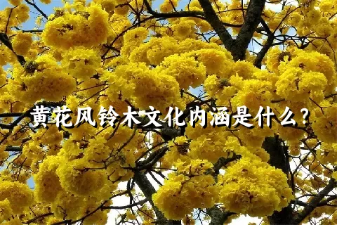 黄花风铃木文化内涵是什么？