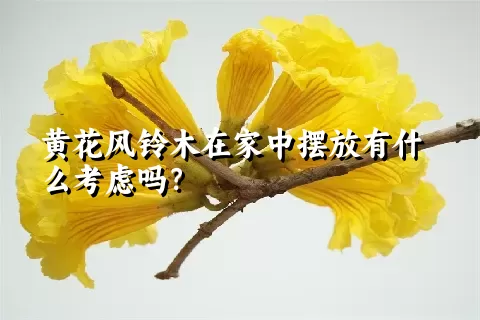 黄花风铃木在家中摆放有什么考虑吗？