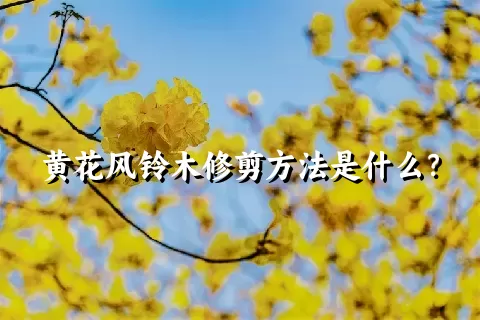 黄花风铃木修剪方法是什么？