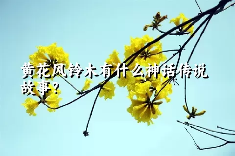 黄花风铃木有什么神话传说故事？