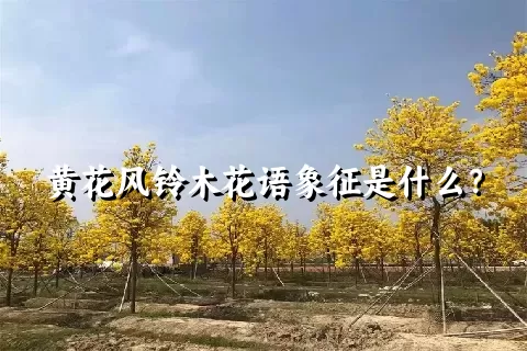 黄花风铃木花语象征是什么？