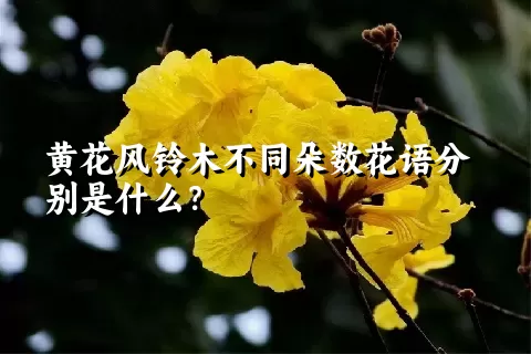 黄花风铃木不同朵数花语分别是什么？