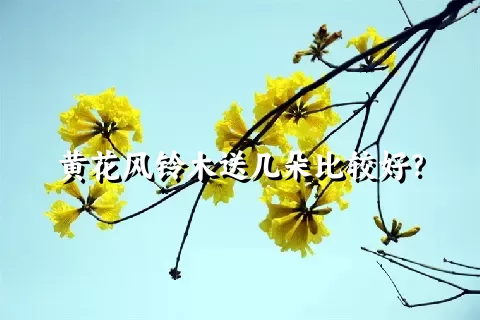 黄花风铃木送几朵比较好？