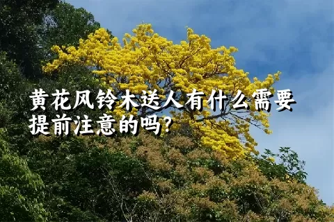 黄花风铃木送人有什么需要提前注意的吗？