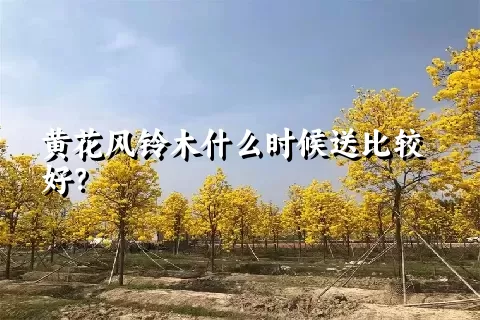 黄花风铃木什么时候送比较好？