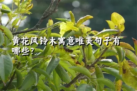 黄花风铃木寓意唯美句子有哪些？