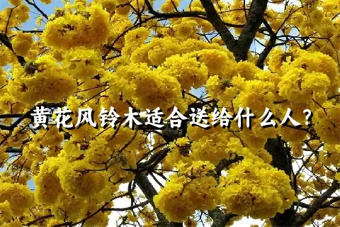 黄花风铃木适合送给什么人？