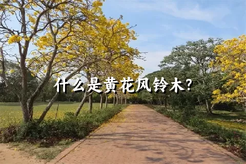 什么是黄花风铃木？