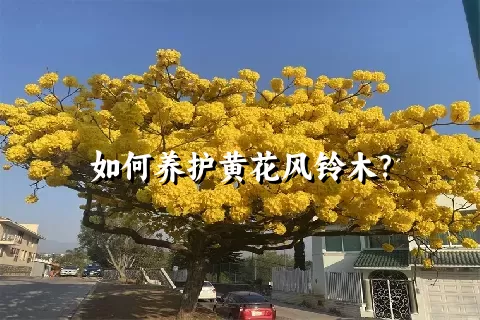 如何养护黄花风铃木？