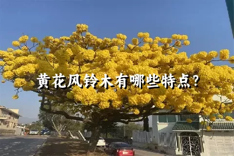 黄花风铃木有哪些特点？