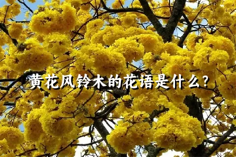 黄花风铃木的花语是什么？