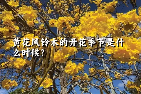 黄花风铃木的开花季节是什么时候？