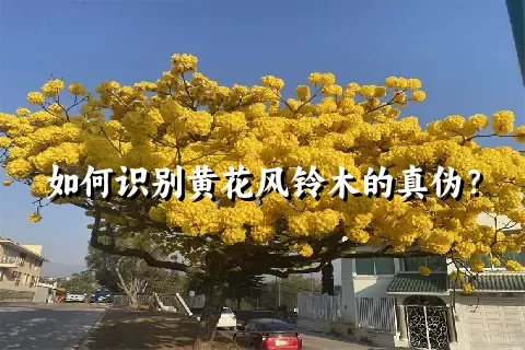 如何识别黄花风铃木的真伪？