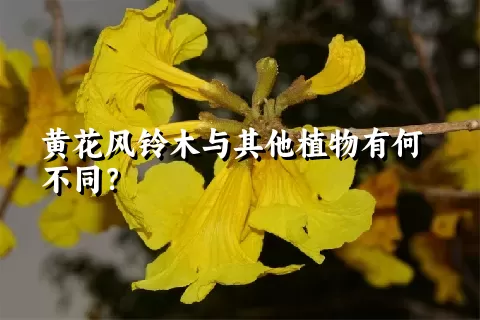 黄花风铃木与其他植物有何不同？