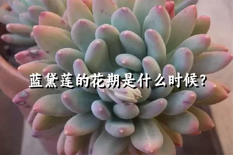 蓝黛莲的花期是什么时候？