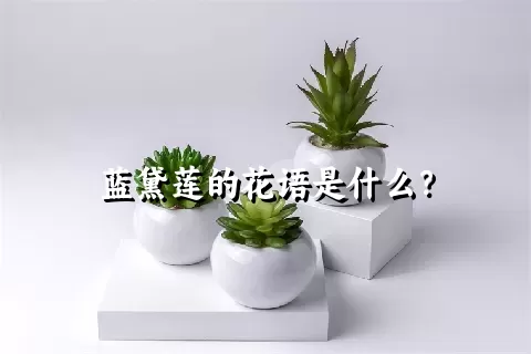 蓝黛莲的花语是什么？