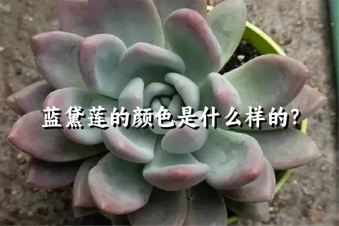 蓝黛莲的颜色是什么样的？