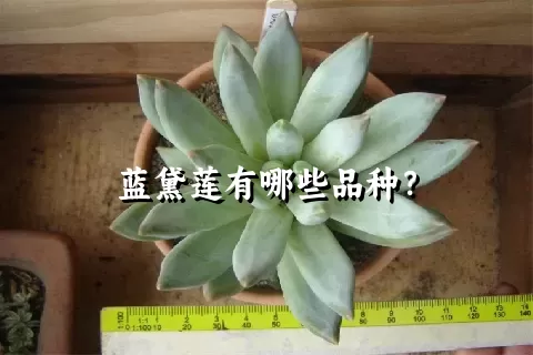 蓝黛莲有哪些品种？