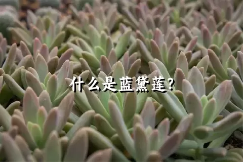 什么是蓝黛莲？