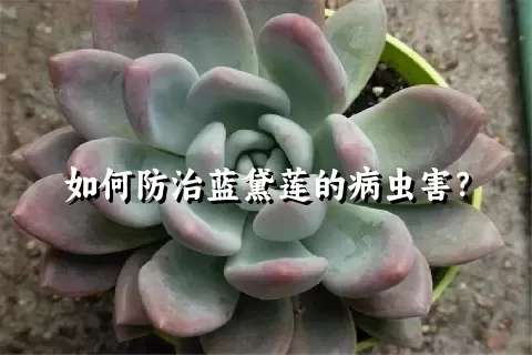 如何防治蓝黛莲的病虫害？