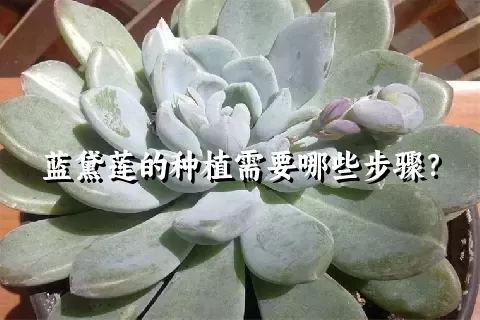 蓝黛莲的种植需要哪些步骤？