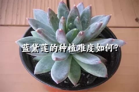 蓝黛莲的种植难度如何？