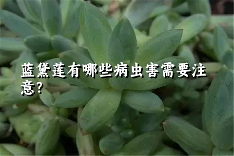 蓝黛莲有哪些病虫害需要注意？