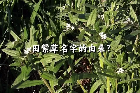 田紫草名字的由来？