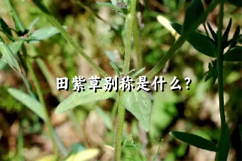 田紫草别称是什么？