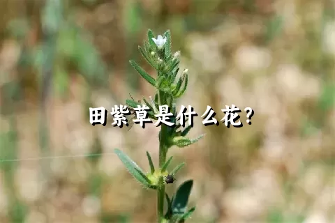 田紫草是什么花？