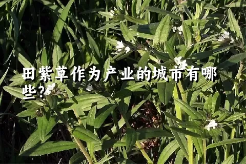 田紫草作为产业的城市有哪些？