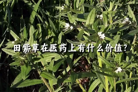 田紫草在医药上有什么价值？