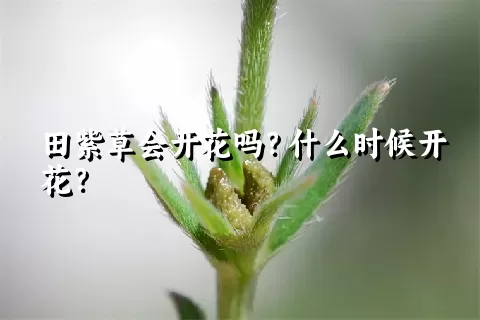 田紫草会开花吗？什么时候开花？