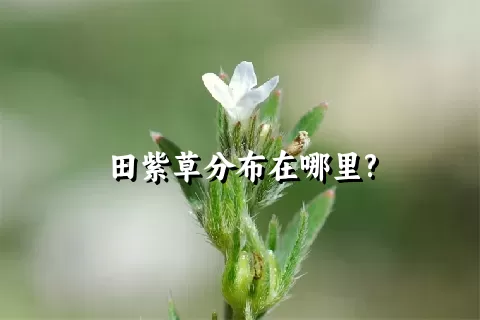 田紫草分布在哪里?