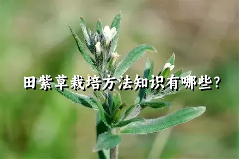 田紫草栽培方法知识有哪些？