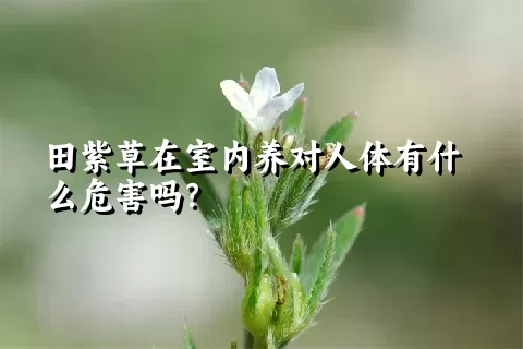 田紫草在室内养对人体有什么危害吗？