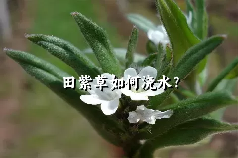 田紫草如何浇水？