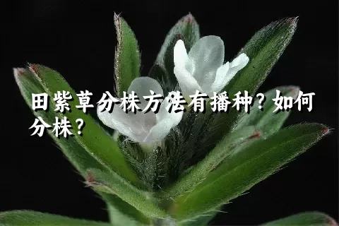 田紫草分株方法有播种？如何分株？