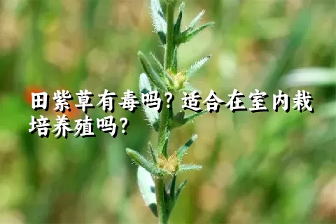 田紫草有毒吗？适合在室内栽培养殖吗？