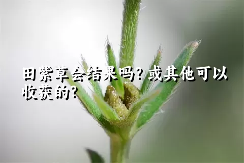 田紫草会结果吗？或其他可以收获的？