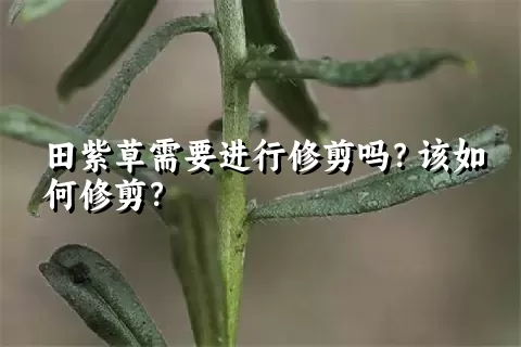 田紫草需要进行修剪吗？该如何修剪？