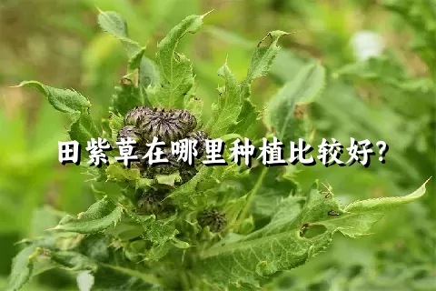 田紫草在哪里种植比较好？