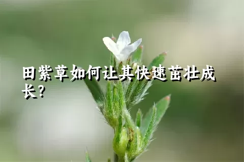 田紫草如何让其快速茁壮成长？